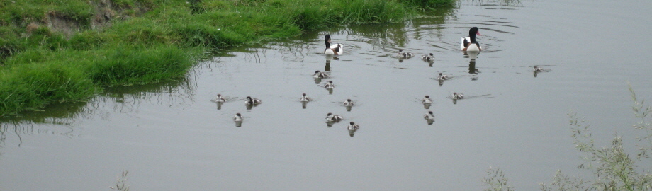 Wilma Bergveld - bergeendjes Noord Beemster - dia.jpg